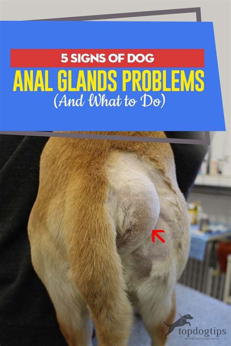 female dog bleeding from anus|Dog Anal Glands Problems: Signs, Causes, and Treatment .